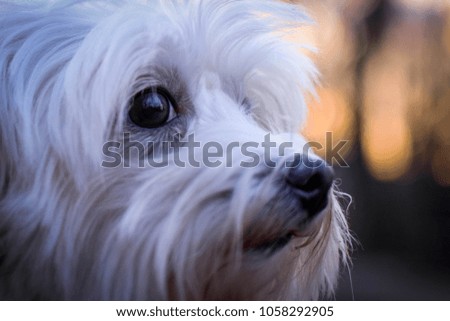 Maltese dog White Park Playing