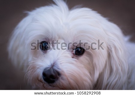 Maltese dog White Park Playing