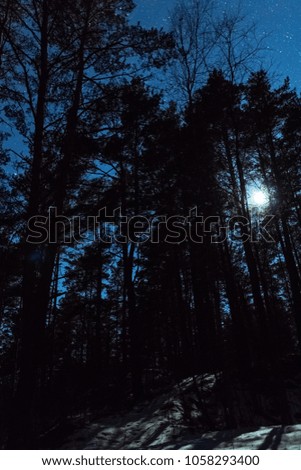 a dark forest fiiled with moonlight