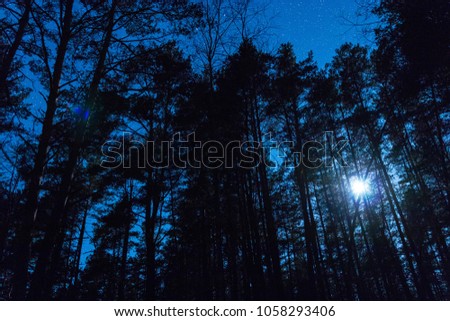a dark forest fiiled with moonlight