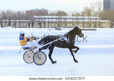 Sports with horses, horse races for money, horse races at the racetrack in winter, a man rides in a bidarka pulled by a black stallion