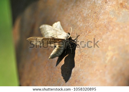 Laothoe populi (poplar hawk-moth) sitting on shabby rusty metal background