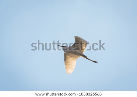 big white heron in flight