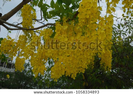 Cassia fistula Leaf deciduous leaves, feathered tail, double tail, alternate shape plate. Oval or oblong The leaves of the cynic. Yellow flowers bouquet by the leaves or branches are blooming.