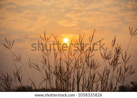 Silhouette flower grass in front side sunrise.