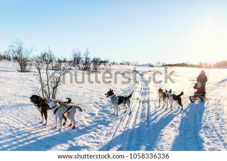 Husky dogs are pulling sledge with family of father and daughter on sunny winter day in Northern Norway
