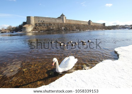 White Swan and ducks floating on the river Narva in the early spring on the background of the Ivangorod fortress. The Narva River. The border of Estonia and Russia.
