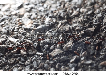 A bright morning with the ants who are helping to carry food diligently.