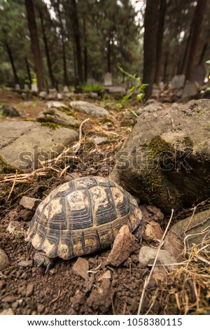 Common Tortoise (Testudo graeca) or also known as Greek tortoise, or spur-thighed tortoise in A Turkish cemetery hiding next to a rock. Wild animal