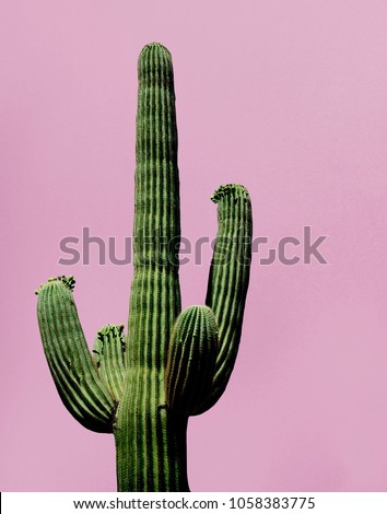 Cactus on the pink background 
Minimal creative stillife Royalty-Free Stock Photo #1058383775