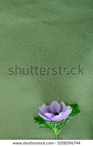 blue anemone flower on a green background