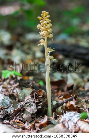Neottia nidus-avis, the bird's-nest orchid, is a non-photosynthetic orchid. 
 Royalty-Free Stock Photo #1058398349