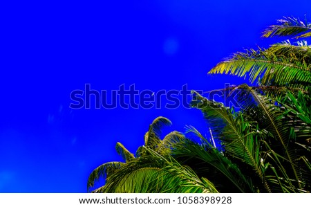 PALMS IN THE BLUE SKY