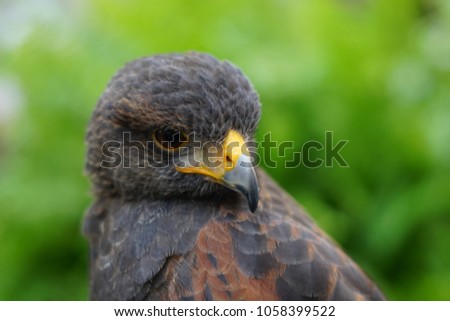 Harris Hawk falcon in selective focus, studio photo