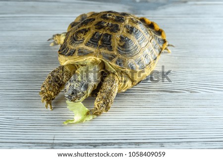 portrait of a turtle on a light wooden background