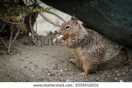 Squirrel gnawing cigarette stub
