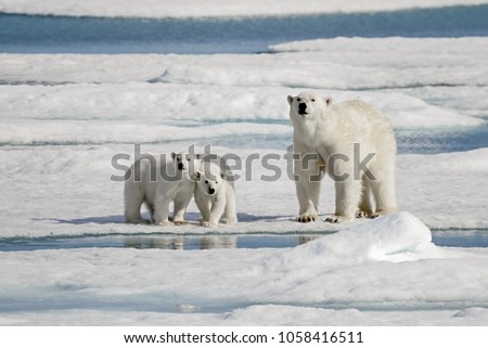 Polar bear mother with two cubs on ice Royalty-Free Stock Photo #1058416511