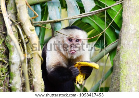 White-headed capuchin monkey, Monteverde, Costa Rica Royalty-Free Stock Photo #1058417453