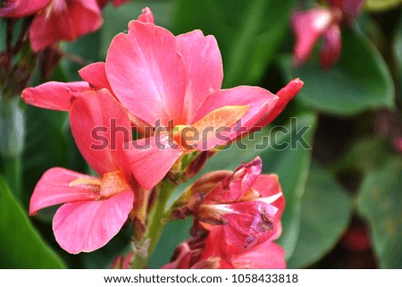 Bright Canna lily flowers in sunlight