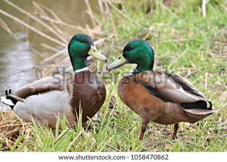two male ducks by the water
