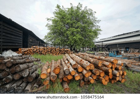 The tree and wood