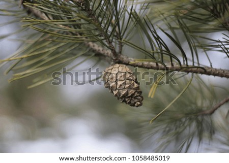 Close-up view of pine cone on the tree. Pine cone on a sprig of pine. Cones of a green conifer plant. pine cone on a branch.