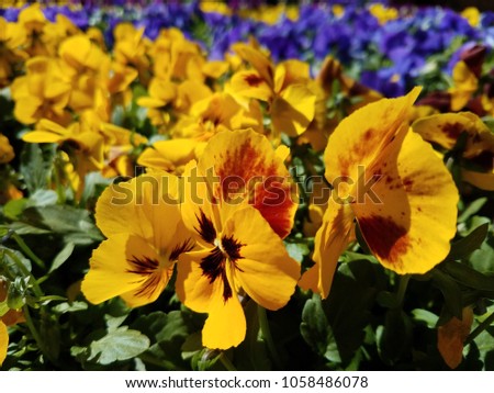 Bright yellow frefall pansies