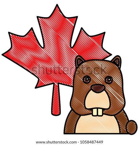 beaver rodent maple leaf canadian concept