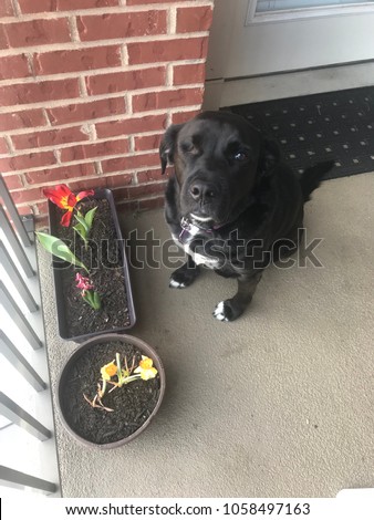 Rescue dog with flowers