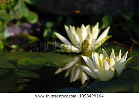 water lily in the water - white flower