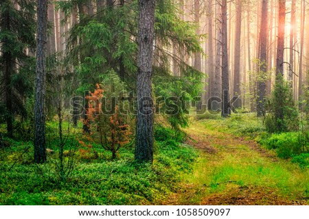 Summer green forest landscape in the morning at sunrise. Sun lights through trees. Natural woodland. Green nature. trees and pines in spring forest Royalty-Free Stock Photo #1058509097