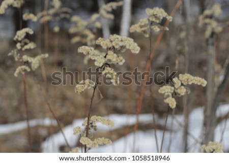 photo of fluffy dry grass. dry fluffy grass in the forest. dry grass in spring.