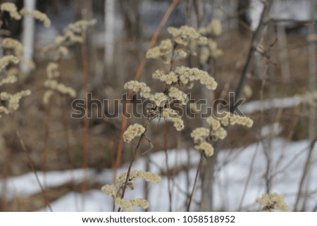 photo of fluffy dry grass. dry fluffy grass in the forest. dry grass in spring.