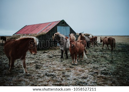 Some Icelandic horses on a field with a shed in the background in Iceland