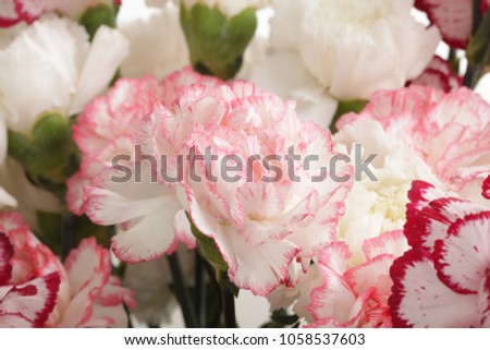 Pink and white carnation flower bouquet