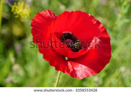 Poppy Flower red