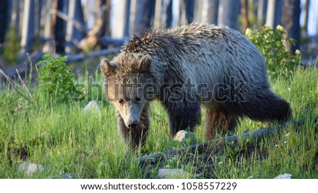 Single Grizzly Bear Adult in Yellowstone National Park