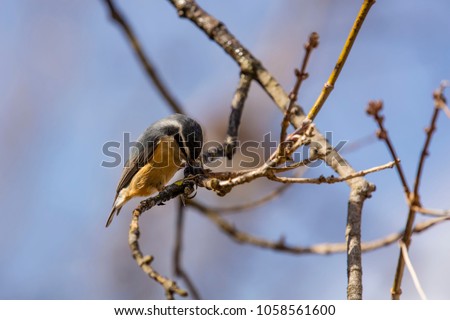 Red breasted nuthatch(Sitta canadensis) in Wisconsin