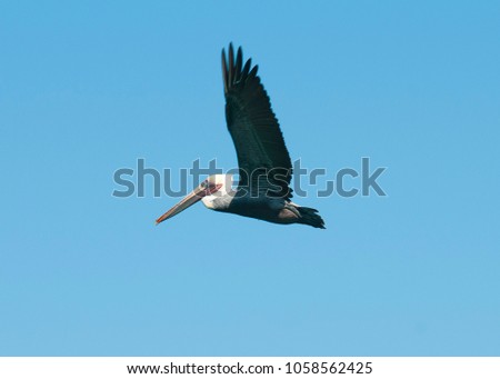 Pelican flying over La Paz bay, sea of cortes baja california sur. MEXICO