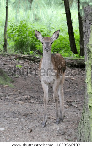young deer, new life in the forest