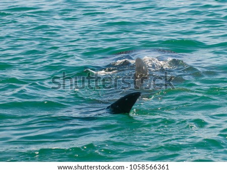 shark whale swimming in La Paz bay, sea of cortes, baja california sur. Mexico