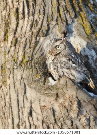 Eastern Screech Owl perched in the crevice of an oak tree, camouflaged
