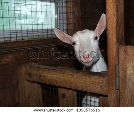Saanen white female goat in barn