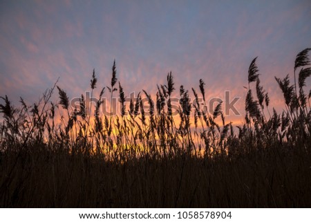 Soft pinks, oranges and yellows colour a few wispy clouds as the sun sets over marshy ground in Norfolk.  The colours are enhanced by the silhouettes of tall grasses gently moving in a slight breeze.