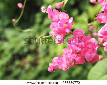 Coral vine follows blurry. Pink flowers on the my fence