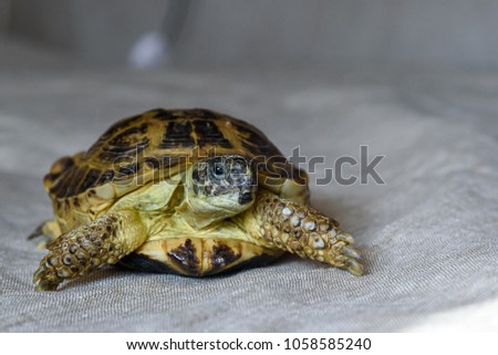 portrait of a turtle macro