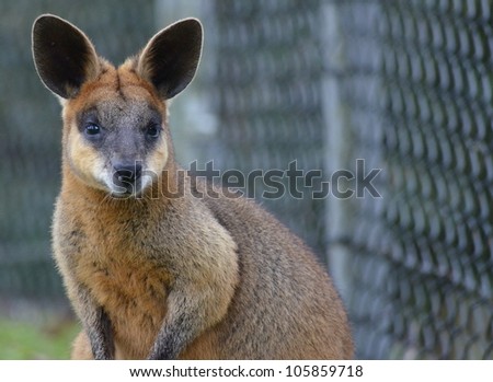 Small Australian Wallaby standing facing forward