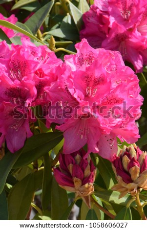 Flowers of Rhododendron