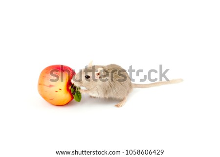 gray mouse gerbil with toy fruit (Meriones unguiculatus)