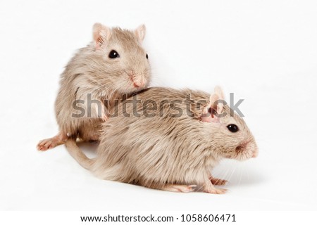 two gray mouse gerbils on white background ( reproduction, mating )